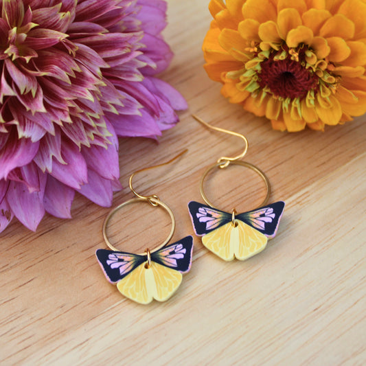 California Dogface Butterfly in Gaia