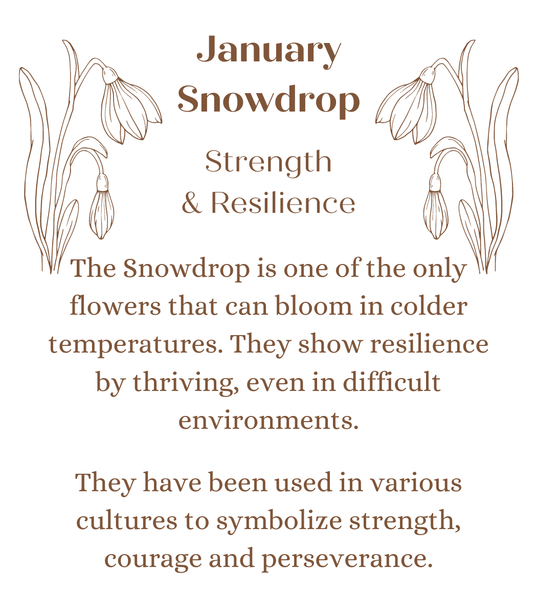 January Birth Month Flower in Sol