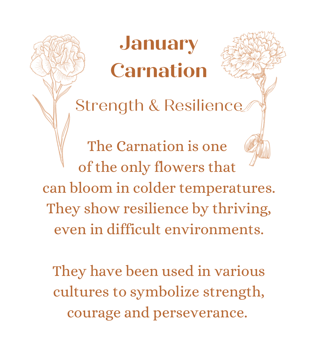 January Carnations in Gaia