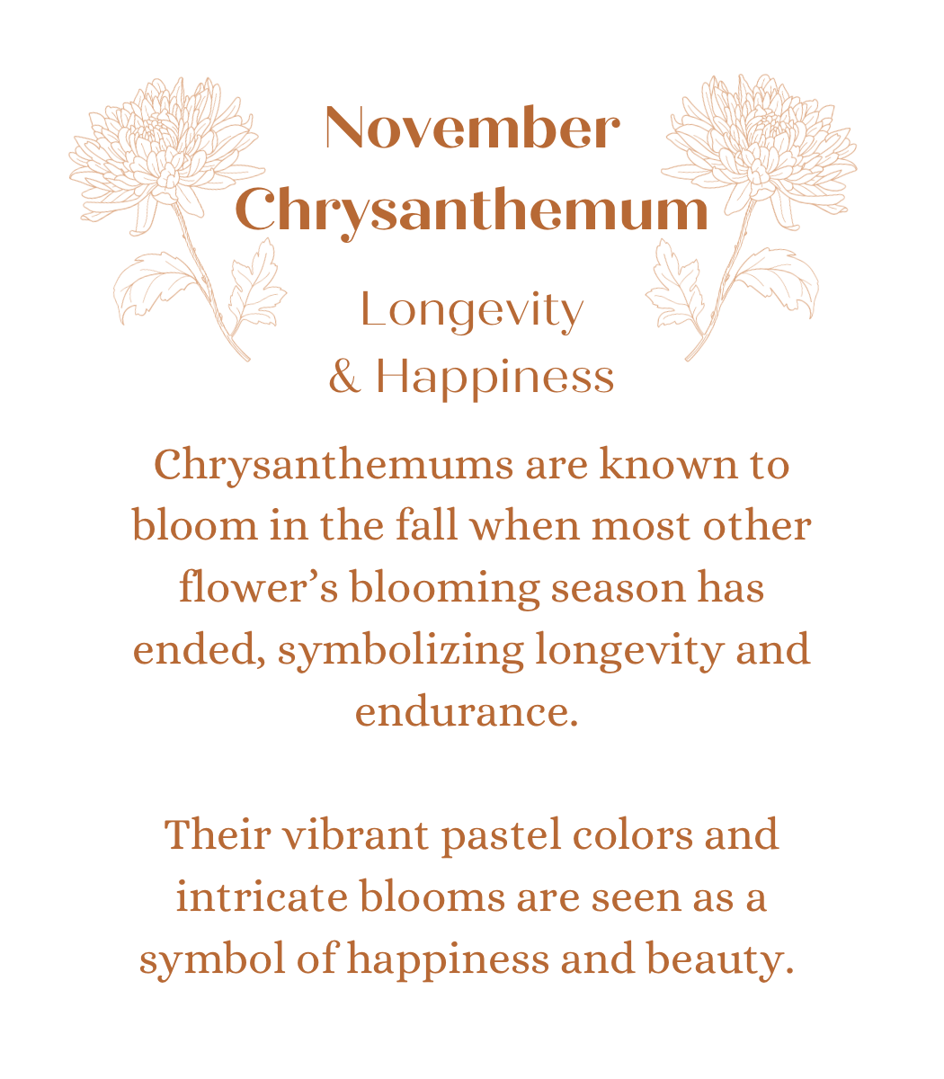 November Chrysanthemums in Sol