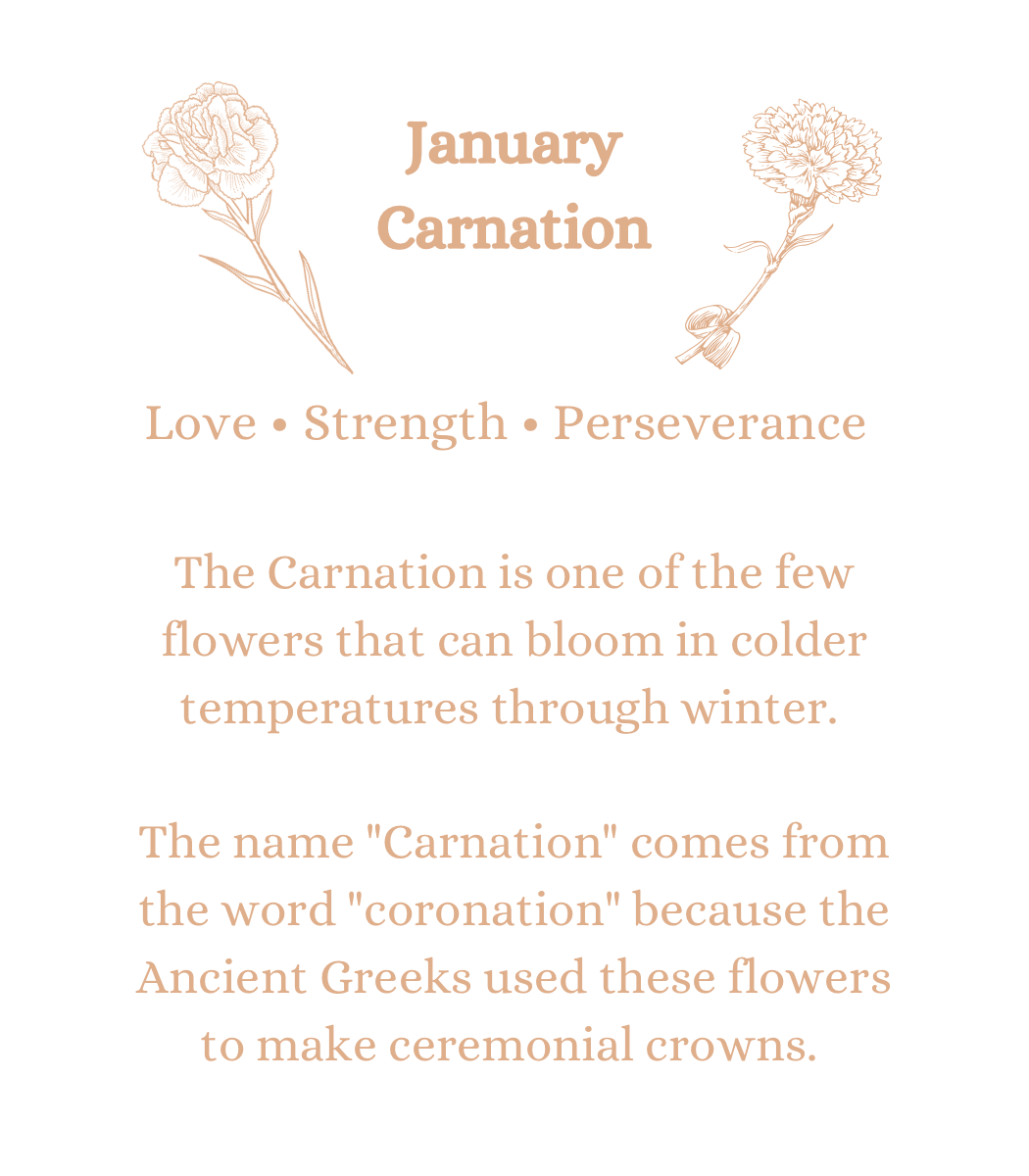 January Carnations in Hera